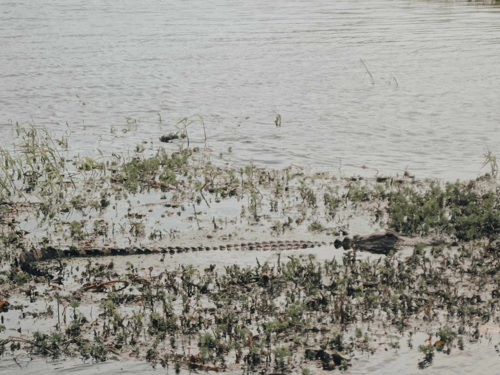 Gator in Florida