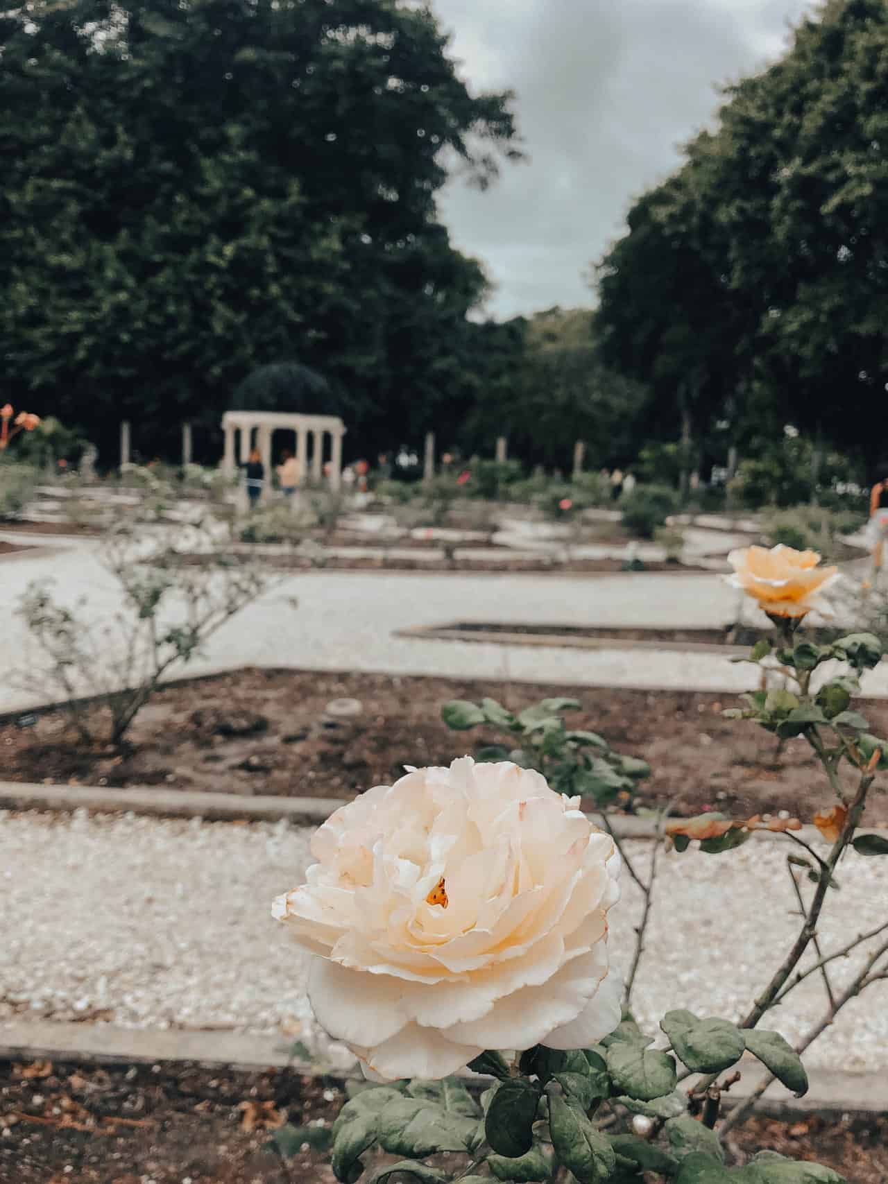 Bayfront rose garden