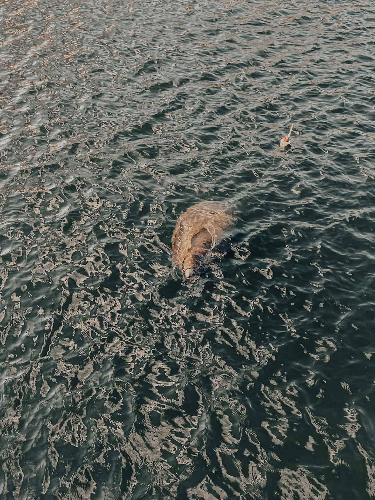 Florida Manatee Viewing Center