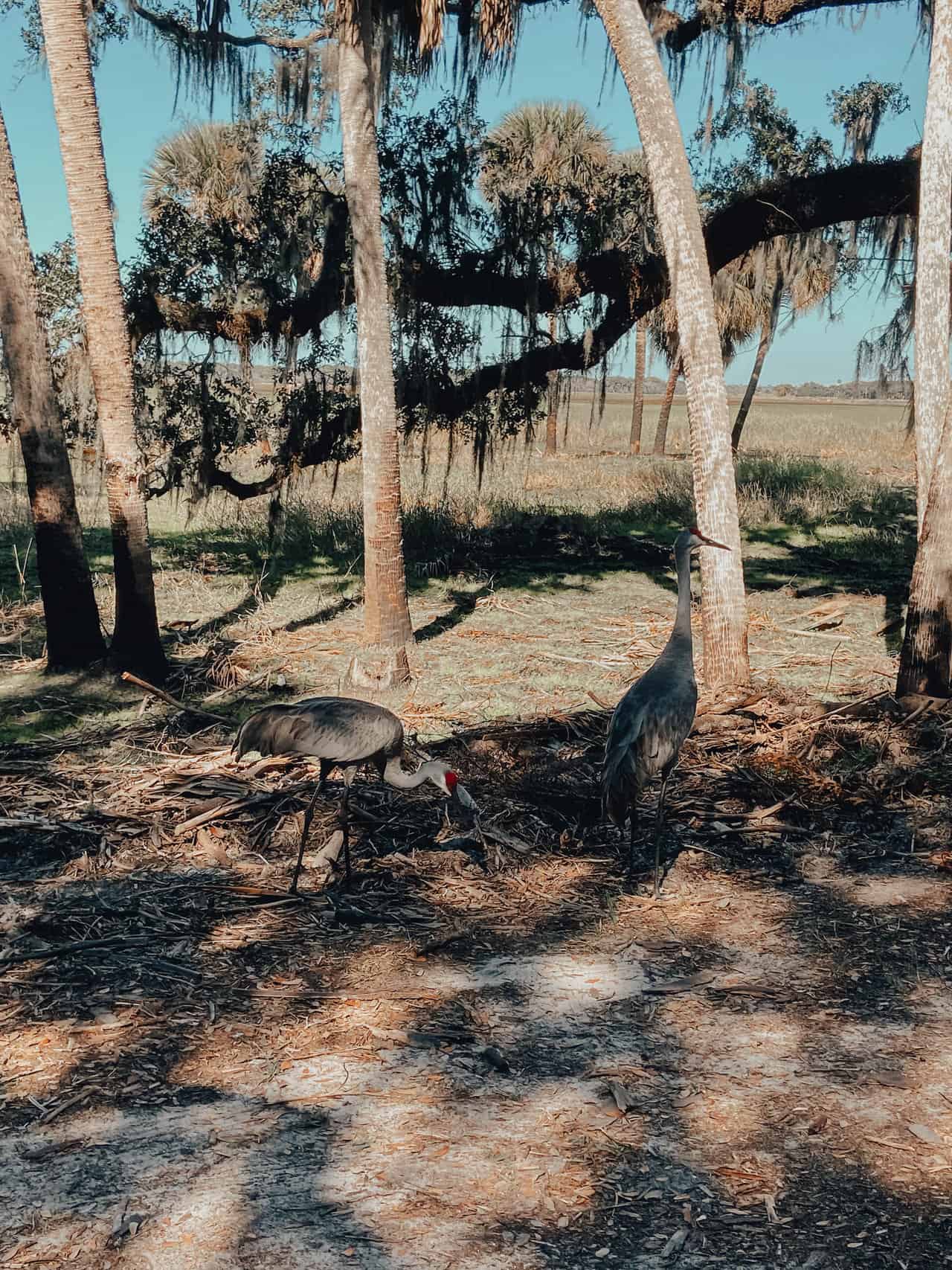 Florida Myakka River State Park