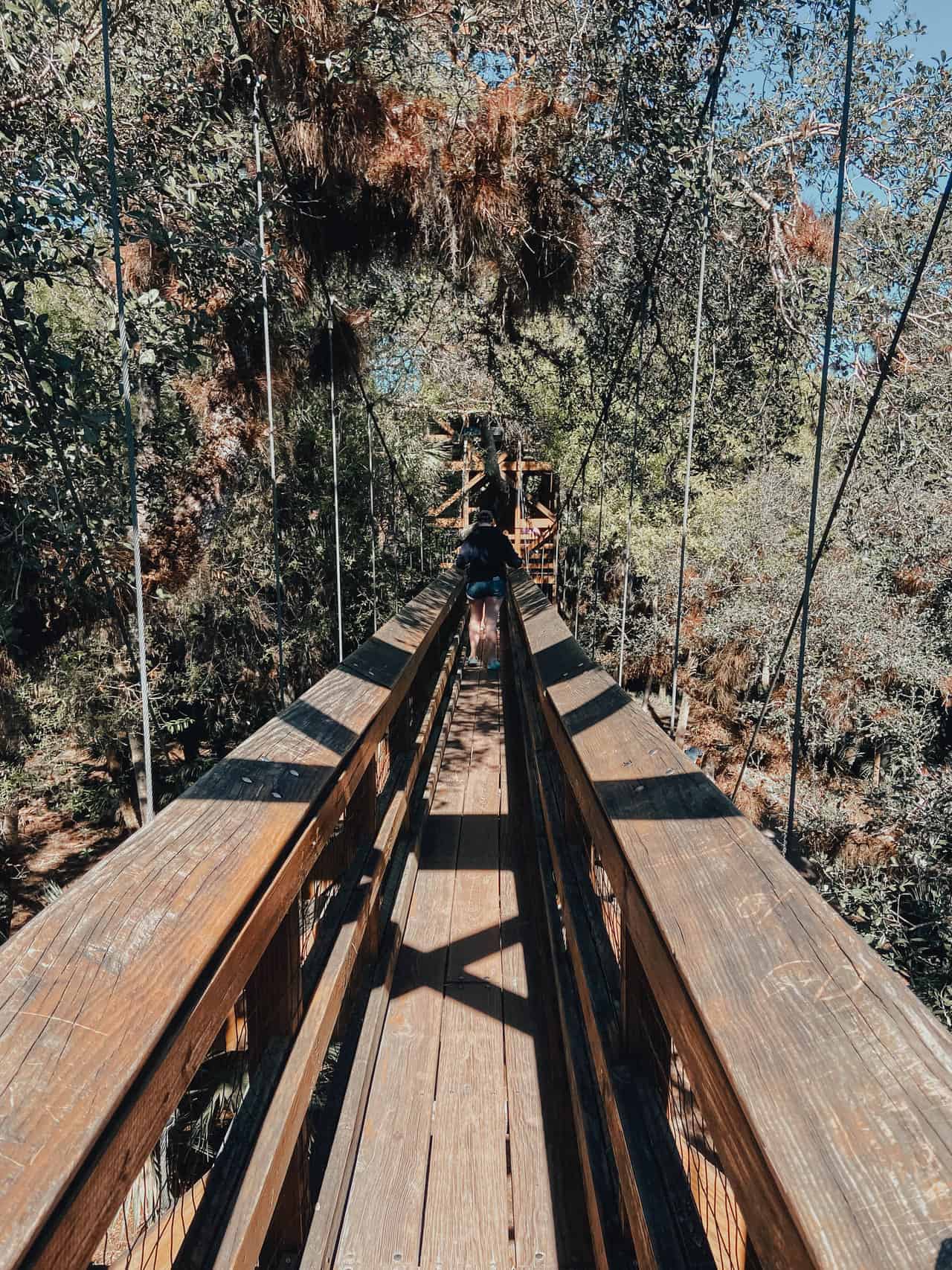 Myakka State Park walk through the trees