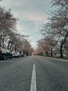 Hains Point Cherry Blossoms