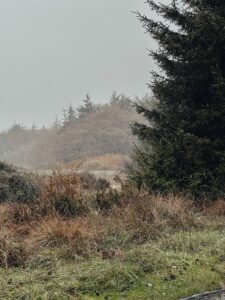 Elk at Redwood National Park