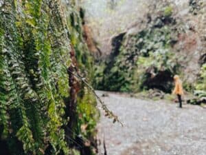 Fern Canyon Redwood National Park