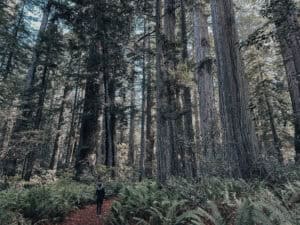 Lady Bird Johnson Grove Trail