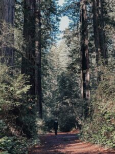 Lady Bird Johnson Grove Trail Redwood