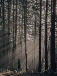 Redwood National Park in the morning