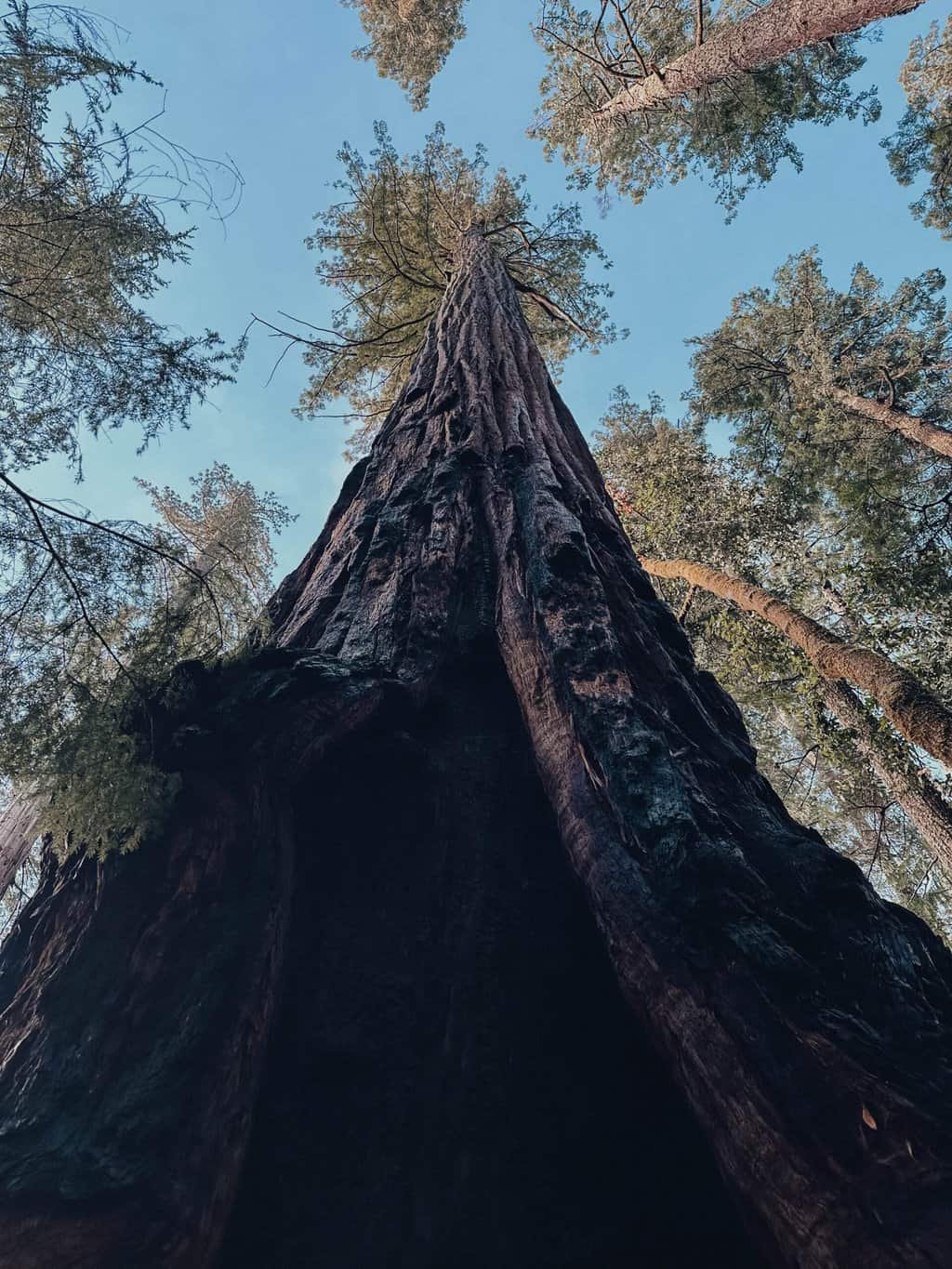 Tall Trees Grove Trail Redwood