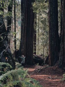 Redwood National Park hiking trail