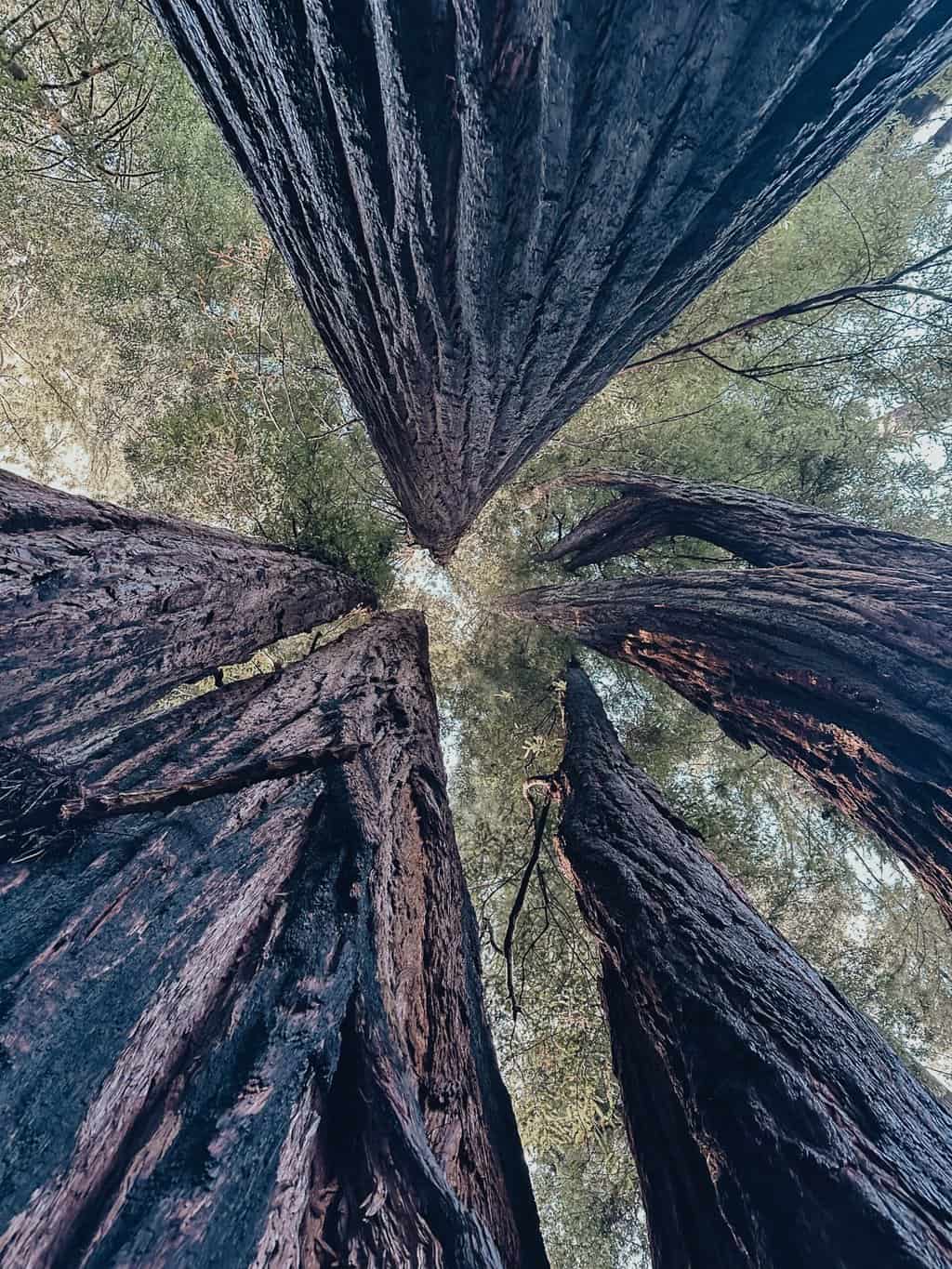 Tall Trees Grove in Redwood National Park