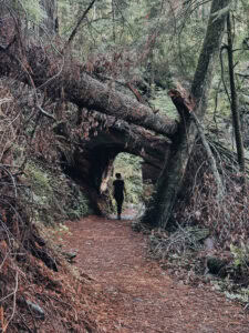 Walking through a redwood