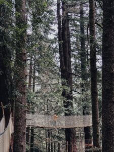 Trees of Mystery Redwood National Park