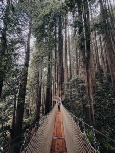 Trees of Mystery canopy walk