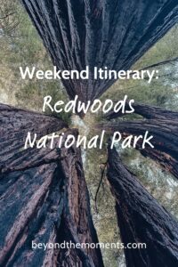 Weekend itinerary for Redwood National Park pin