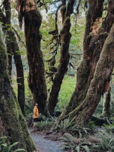 Hall of Mosses Trail Olympic